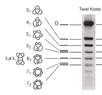 DNA Knots